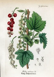 Czerwona porzeczka, Ribes rubrum. Ręcznie kolorowany miedzioryt pochodzący z "Hand-Atlas sammtlicher mediinisch-pharmaceutischer Gewachse" dr Willibalda Artusa.