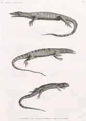 Gady: Tupinambis Nil