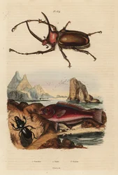 Nosorożec skarabeusz, Golofa porteri 1, chrząszcz kreteński, Scarus creticus 2 i Scarites buparius 3
