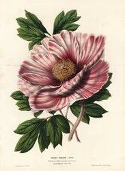 Flandryjska piwonia wstęgowa, hybryda, Paeonia moutan vittata, var. rubanee of Flanders. Ręcznie kolorowana litografia autorstwa L. Stroobanta z książki Louisa van Houtte