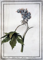 Ricinus communis