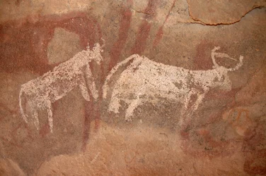 Sztuka naskalna, prehistoria: Malowidło naskalne przedstawiające białe i dwukolorowe bydło w ozdobnym schronie w masywie Uweinat w Sudanie (Karkur-Talh lub Karkur Talh). Okres od 8000 do 3000 lat pne. Fotografia