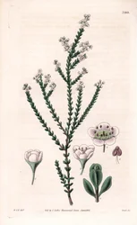 Rock thryptomene, Thryptomene saxicola (południowo-zachodni australijski krzew skalny) (Stony baeckea, Baeckea saxicola). Ręcznie kolorowany miedzioryt wykonany przez Swana na podstawie ilustracji Williama Jacksona Hookera z "Botanical Magazine" Samuela Cu