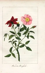 Róża bengalska, Rosa indica. Ręcznie kolorowany miedzioryt z ilustracją panny Prudhomme z "Hommage rendu a la Rose", Paryż, około 1815 roku. Książka upominkowa z historią róży i tuzinem miniatur botanicznych.