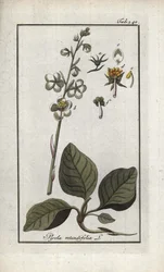 Pirola okrągłolistna (Pyrola rotundifolia). Litografia z "Afbeelding der Artseny-Gewassen" Johannesa Zorna (1739-1799), Holandia