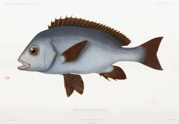 Grunt gumowy, Algieria
