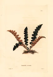 Paproć Rustyback, Ceterach officinarum (Grammitis ceterach). Ręcznie kolorowany miedzioryt autorstwa George