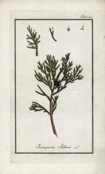 Jałowiec sabiński (Juniperus sabina). Litografia z "Afbeelding der Artseny-Gewassen" Johannesa Zorna (1739-1799), Holandia