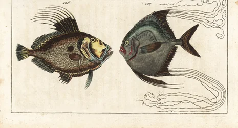 Święty kamień (lub kura morska, doree lub zee) - nić szewska (lub pierzasta karanga) - John Dory, Zeus faber 126, i afrykański pompano, Alectis ciliaris 127. Ręcznie kolorowany miedzioryt z Encyklopedii Historii Naturalnej Gottlieba Tobiasa Wilhelma: Ryby,