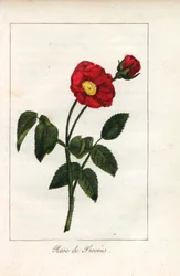 Szkarłatny róż prowansalski, róża z Provins, Rosa gallica. Ręcznie kolorowany miedzioryt z ilustracji panny Prudhomme z "Hommage rendu a la Rose", Paryż, około 1815 roku. Książka upominkowa z historią róży i tuzinem miniatur botanicznych.