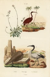 Ibis szkarłatny, Eudocimus rubus 2, święty ibis afrykański, Threskiornis aethiopicus 3,4 i candytuft, Iberis sempervirens