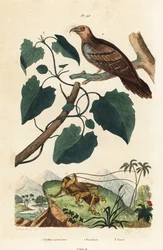 Schizodactylus monstrosus świerszcz 1, ptak oleisty, Steatornis caripensis 2 i winorośl Mikania guaco 3