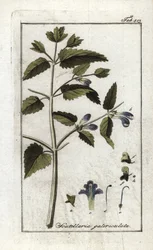 Scutellaire z hełmem lub dużym kapeluszem (Scutellaria galericulata). Litografia z "Afbeelding der Artseny-Gewassen" Johannesa Zorna (1739-1799), Holandia