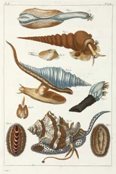 Stworzenia morskie
