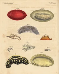 Ślimaki morskie: Phyllidia varicosa 1,2, Tergipes limacina 3,4, Aeolidia papillosa 5, Scyllaea pelagica 6, Tritonia hombergii 7, Polycera quadrilineata 8 i Platydoris argo 9,10. Ręcznie kolorowany miedzioryt z książki Friedricha Johanna Bertucha Bilderbuch