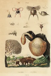 Ślimaki morskie, Diacavolinia limbata i Diacria trispinosa 1-10 oraz grzyby Hydnum, grzyb jeżowy, Hydnum repandum 14, grzyb koralowy, Hericium coralloides 12 itp.