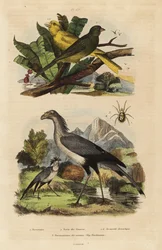 Ptak sekretarz, Sagittarius serpentarius, kanarki dzikie i oswojone, Serinus canaria