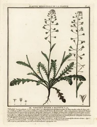 Torebka pasterska, Capsella bursa-pastoris.