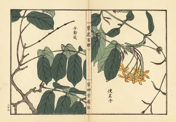 Shikunshi, wiciokrzew chiński lub pnącze Rangoon, Combretum indicum (Quisqualis indica) Ręcznie kolorowany drzeworyt autorstwa Kono Bairei z Kusa Bana Hyakushu (Sto odmian kwiatów), Tokio, Yamada