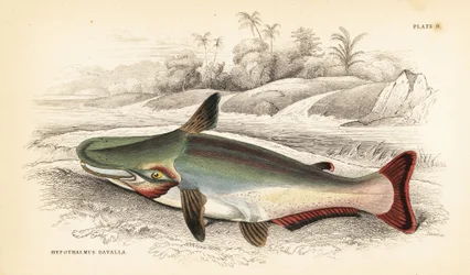 Sum zboczowy, Ageneiosus inermis (Dawalla of the Arawaaks, Hypothalmus davalla). Ręcznie kolorowany staloryt autorstwa W.H. Lizarsa na podstawie ilustracji Jamesa Stewarta z Fishes of Guiana Roberta Schomburga, części Naturalist