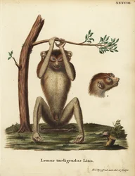 Loris tardigradus, lemur powolny lub loris czerwony smukły. Zagrożony. Lemur tardigradus Linn. Ręcznie kolorowany miedzioryt narysowany i wygrawerowany według natury przez Hermanna Jakoba Tyroffa z ilustracji Johanna Christiana Daniela Schrebera Animal Ill