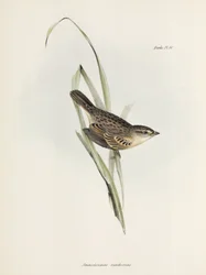 Wróbel lub zięba, ok. 1832-1836