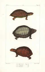 Żółw plamisty, Rhinoclemmys punctularia 1, żółw indyjski, Lyssemys punctata 2 i północnoafrykański żółw hełmiasty, Pelomedusa subrufa olivacea. Ręcznie kolorowany miedzioryt autorstwa Davida na podstawie ilustracji Jeana-Gabriela Pretre