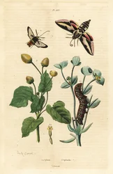 wilczomlecz, Hyles euphorbiae i gąsienica 1, ćma szerszenia, Sesia apiformis 2 i roślina powodująca ból zęba, gatunki Spilanthes