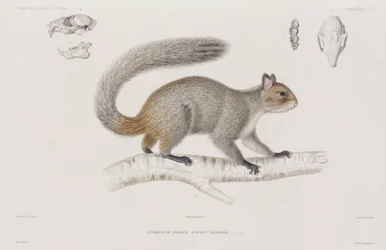 Wiewiórka