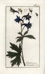 Staphisegar lub ziele z wszy, podagrycznik lub dzikie winogrono (Delphinium staphisagria). Litografia z "Afbeelding der Artseny-Gewassen" autorstwa Johannesa Zorna (1739-1799), Holandia