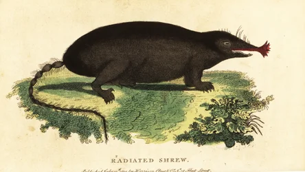 Kret gwiaździsty, Condylura cristata., 1800 (rycina)