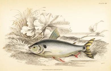 Steindachnerina binotata (podwójnie oznakowany karp łososiowy, Prochilodus binotatus). Ręcznie kolorowany staloryt autorstwa W.H. Lizarsa na podstawie ilustracji Jamesa Stewarta z Fishes of Guiana Roberta Schomburga, części Naturalist