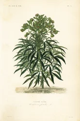 Ciemiernik cuchnący, Helleborus foetidus, Hellebore fetide