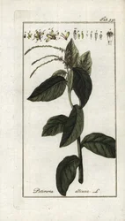 Śmierdząca werbena lub liana czosnkowa (Petiveria alliacea). Litografia z "Afbeelding der Artseny-Gewassen" Johannesa Zorna (1739-1799), Holandia