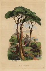 Sosna kamienna, Pinus pinea, Pin