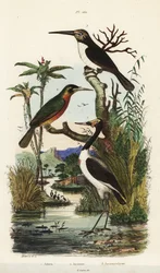 Bocian, Jabiru mycteria, złotopiór rudosterny, Galbula ruficauda, i złotopiór trójpalczasty, Jacamaralcyon tridactyla