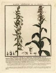 Naparstnica słomiana, Digitalis lutea.