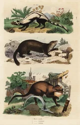 Tchórz pręgowany, Ictonyx striatus 1, kuna leśna, Martes martes 2 i sable, Martes zibellina 3