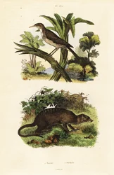 Ptak słoneczny i surykatka, 1834-1839 (rycina)