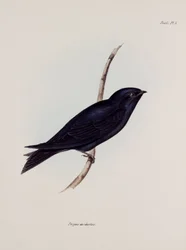 Jaskółka lub martin, Ameryka Południowa, ok. 1832-1836