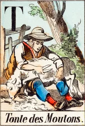 T Tonte des moutons - "Alfabet folwarczny" koniec XIX w. (rycina)