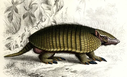 Encoubrt armadillo (Dasypus sexeinetus), ssaki jadalne. W "Dictionnaire universel d
