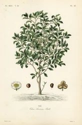 Drzewo herbaciane lub roślina herbaciana, Camellia sinensis, Thea sinensis, the