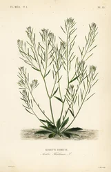 Rzeżucha Thale, rzeżucha uszna lub arabidopsis, Arabidopsis thaliana, Arabis thaliana, Arabette rameuse