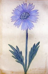 Cykoria