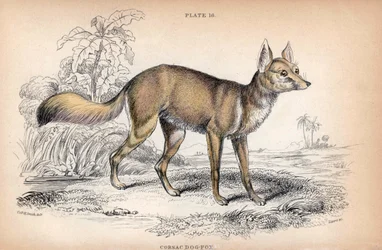 Lis korsarski, Vulpes Corsac - litografia autorstwa pułkownika Charlesa Hamiltona Smitha ilustrująca Naturalist