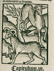 Ełk