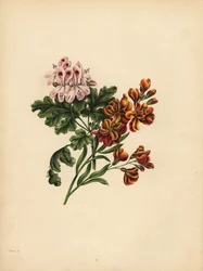 Helen Geranium, Preferencja; The Garden Wallflower, Wierność w nieszczęściu