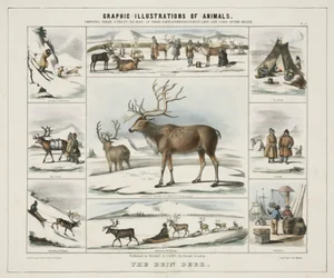 „Rein Deer”, ok. 1845 r.