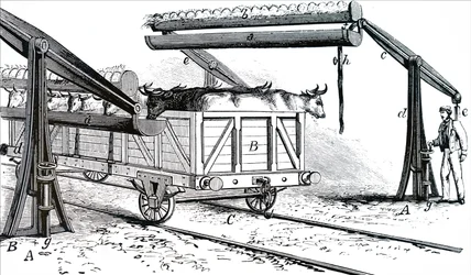 Aparat do pojenia bydła podczas transportu.